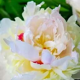 Саджанець Agro-Market Півонія трав'янистаMadame Calot 1 шт. в упаковці (23910)