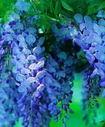 Гліцинія Agro-Market The lagoon of romance блакитна 1 саджанець в упаковці (38034)