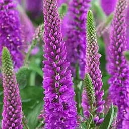 Вероніка Колосиста "First Match" вазон С2 (188407) 1 саженец