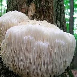 Міцелій на дубових брусочках "Геріцій шипуватий" 10шт (45252)