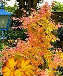 Саджанець Agro-Market Клен пальмолистий 2-річний Orange Dream (40-50 см) з Нідерландів 1 шт. в упаковці (94424)