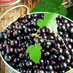 Саженец Agro-Market Смородина черная Рубен (Ruben) средний срок созревания) 1 шт. в упаковке (19922)