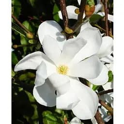 Магнолія Лебнера 3-річна "Merrill" (висота 40-60см) (187622) 1 саженец