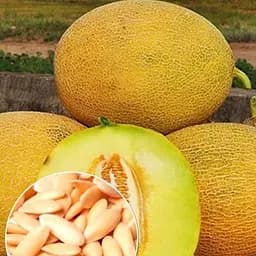 Дыня "Титовка" (Зипер) ТМ "Весна" 3г (11968)