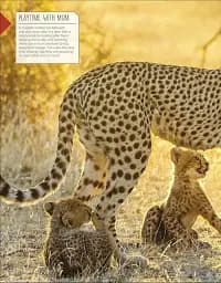 Born to be Wild. How Baby Animals Survive and Thrive - мініатюра 4