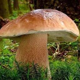 Сухий зерновий міцелій "Польський гриб" 10г (45504)