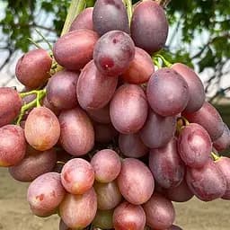 Саджанець Agro-Market Виноград Енергодар (ультраранній, велика хрумка ягода приємного мускатного смаку) 1 шт. в пакуванні (155489)