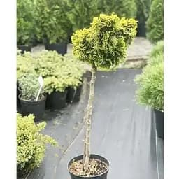 Кіпарисовик на штамбі "Tonia" С5 висота 80-90см (116505) 1 саджанець