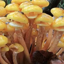 Сухий зерновий міцелій "Опеньок осінній" 10г (45499)