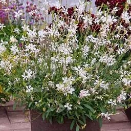 Гаура lindheimeri "Ellura White" (вазон С1.5 ефектна багаторічна рослина) (188402) 1 саженец