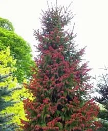 Саджанець Agro-Market Ялина звичайна Rydal С7.5 висота 30-40 см 1 шт. в упаковці (183034)