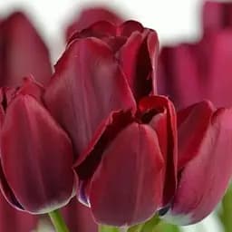 Тюльпан "Fiery Club" (багатоквітковий) (186163) 2 шт