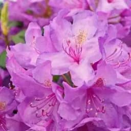 Рододендрон Agro-Market Catawbiense Grandiflorum лиловый 1 саженец в упаковке (45486)