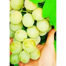 Саджанець Agro-Market Виноград Талісман 1 шт. в упаковці (36280)