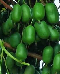 Саджанець Agro-Market Актинідія Оригінальна (міні-ківі, морозостійкий сорт, пізній термін дозрівання) (20749) 1 шт. в упаковці - мініатюра 2