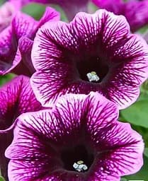 Петунія Agro-Market Go! Tunia Purple Eye контейнер №10 висота 10-15 см 1 саджанець в упаковці - мініатюра 2