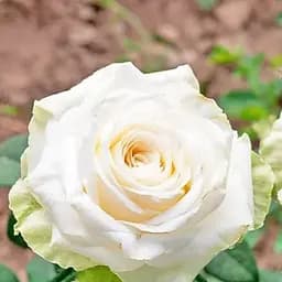 Роза чайно-гибридная Agro-Market Акито (Akito саженец класса АА+ высший сорт 1 шт. в упаковке (45685)