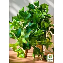 Эпипремнум Agro-Market Global Green (подвесной вазон, длина побегов 80-120 см) (188129) 1 саженец в упаковке (комнатный) 