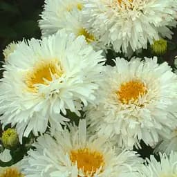 Ромашка махровая "Crazy Daisy" (букетная, крупноцветная) (189544) 1 саженец в упаковке