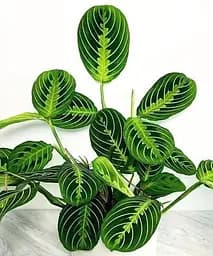 Саджанець Agro-Market Маранта White Streep 1 шт. в упаковці (159342)