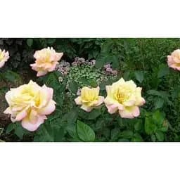 Саджанець Agro-Market Троянда чайно-гібридна Глорія (Піс) (клас АА +) вищий сорт (15953) 1 шт.