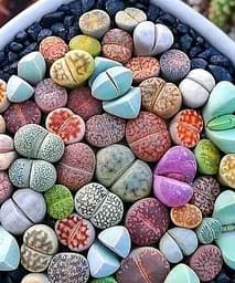 Саджанець Agro-Market Літопси Живі Камені (Levend Steenje №1) 1 шт. в упаковці (50698)