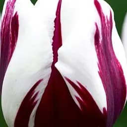 Саженец Agro-Market Тюльпан Rem's Favourite 3 шт.