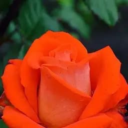 Троянда чайно-гібридна Agro-Market помаранчево-червона Любочка Lyubochka саджанець класу АА+ преміальний крупноцветковий сорт 1 шт. в упаковці (19742)