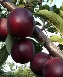 Саджанець Agro-Market Алича-Абрикосовий гібрид Черрікос (з легким ароматом полуниці) 1 шт. в упаковці (181926)