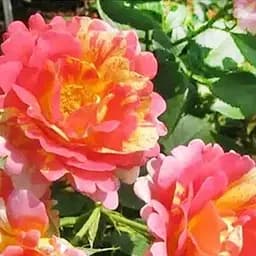 Троянда паркова Agro-Market Сільвія Silvia саджанець класу АА+ вищий сорт 1 шт. в упаковці (103460)