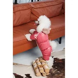 Комбінезон Pet Fashion Cherry S2 для дівчаток для собак - мініатюра 5