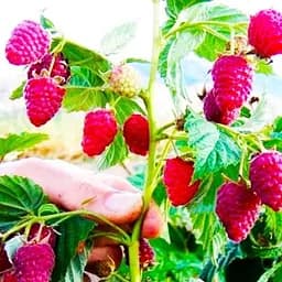 Саджанець Agro-Market Малинове дерево Душа природи (Soul of nature) 1 шт. в пакуванні (103574)