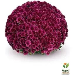 Саджанець Agro-Market Хризантема мультифлора куляста Sorini Mauve (176482) 1 шт. в упаковці - мініатюра 2