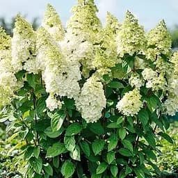 Гортензія 3-х річна волотиста "Magical Kilimanjaro" (176640) 1 саженец