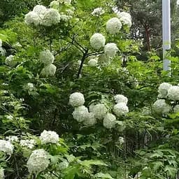 Саджанець Agro-Market Калина декоративна Бульденеж 1 шт. в пакуванні (50665)