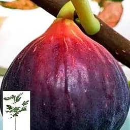 Інжир саджанець Agro-Market 4х-річний Сухумський фіолетовий висота 1.2-1.7м 158734 1 саджанець в упаковці