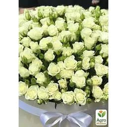 Троянда дрібноквіткова (спрей) Agro-Market ніжно-кремовий Наречена Bride саджанець класу АА+ преміальна рясно квітуча 1 шт. в упаковці (45967) - мініатюра 2
