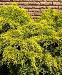 Саджанець Agro-Market Ялівець середній 3-річний Pfitzeriana Aurea (С1.5 діаметр 30-40 см) 1 шт. в упаковці (182504)