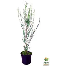 Саджанець Agro-Market Ялівець скельний Silver Star C2, висота 40-60 см (62123) - мініатюра 2