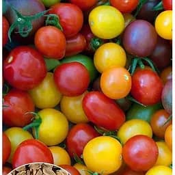 Семена Весна на развес Томат Смесь полевых сортов цена за 3 г (46883)