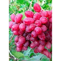 Саджанець Agro-Market Виноград Дунав 1 шт. в упаковці (43890)