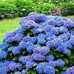 Саженец Agro-Market Гортензия крупнолистая Renate Steiniger (45339)