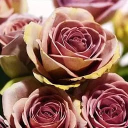 Троянда чайно-гібридна Agro-Market Лакшері Luxury кавова з блискучим листям саджанець класу АА+ преміальний рясно квітучий сорт 1 шт. в упаковці (15981)