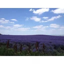 Чай трав'яний Sonnentor Lavender Flowers органічний 70 г - мініатюра 5
