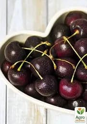 Саджанець Agro-Market Вишня Відродження (літній сорт, ранній термін дозрівання) 1 шт. в упаковці (35902) - мініатюра 4