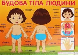 Плакат. Будова тіла людини
