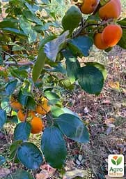 Саджанець Agro-Market Хурма Тейлор на віргінській морозостійкій підщепі 1 шт. в упаковці (101985) - мініатюра 2