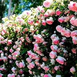 Троянда англійська Agro-Market плетиста Серце троянди саджанець класу АА+ вищий сорт 1 шт. в упаковці (20954)