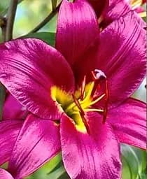 Луковица Agro-Market Лилия Гигант Purple Prince 1 шт. в упаковке (23256)