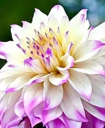 Клубень Agro-Market Георгина Ferncliff Illusion гигантский цветок 1 шт. в упаковке (176017)